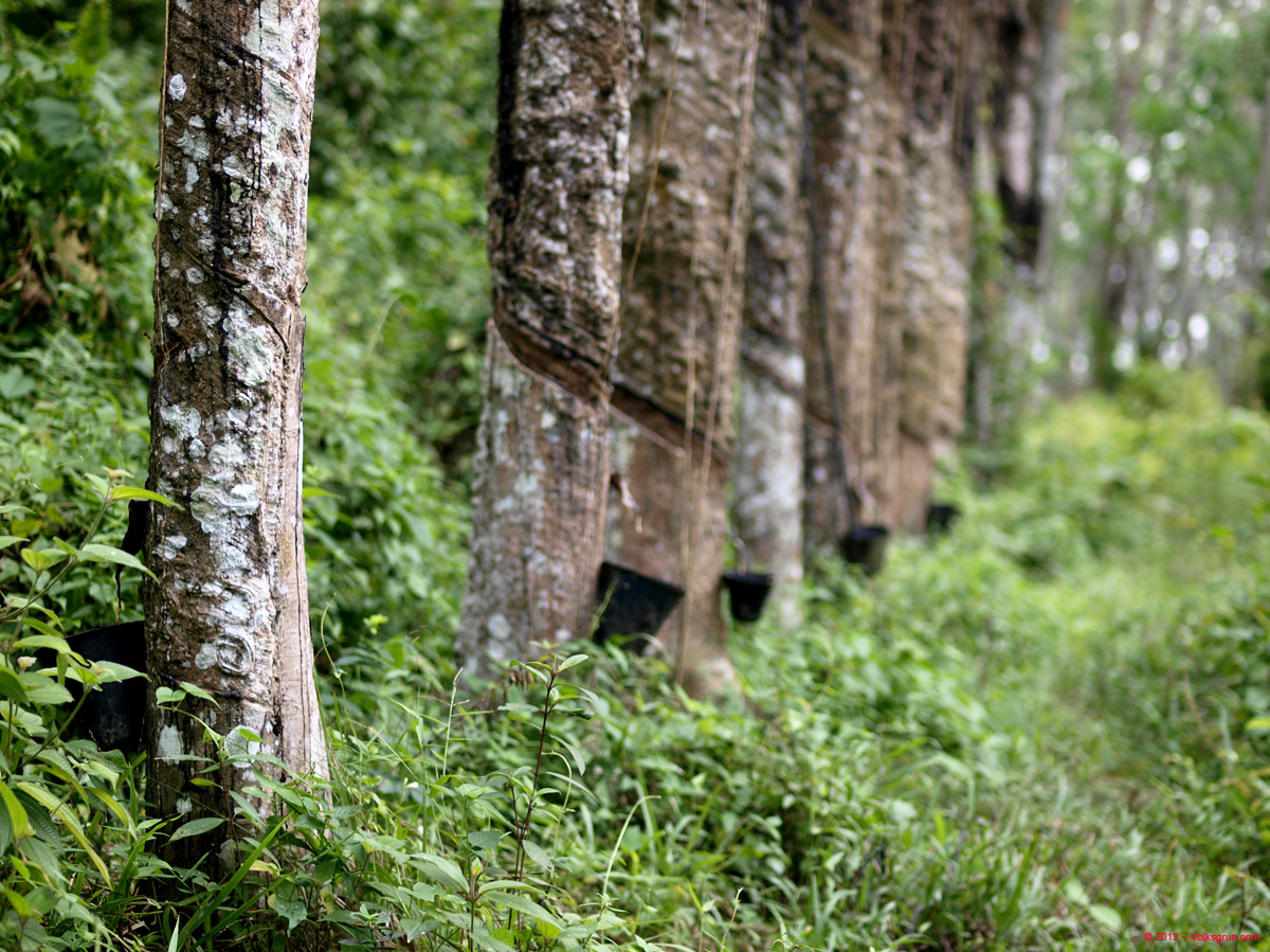 _1016019 rubber tree